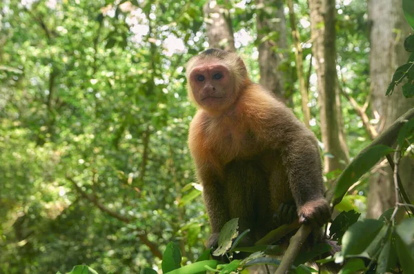 Foco Seletivo Macaco Prego Selvagem Nos Galhos Das Árvores Selva — Fotografia de Stock