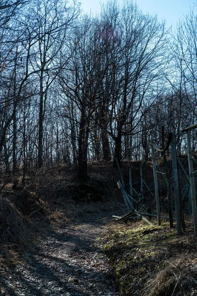 Güneşli Bir Günde Çıplak Ağaçlarla Dolu Bir Ormanın Içindeki Patikanın — Stok fotoğraf