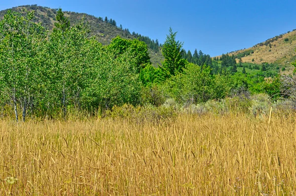 Een Close Shot Van Een Veld Met Beboste Heuvels Achtergrond — Stockfoto