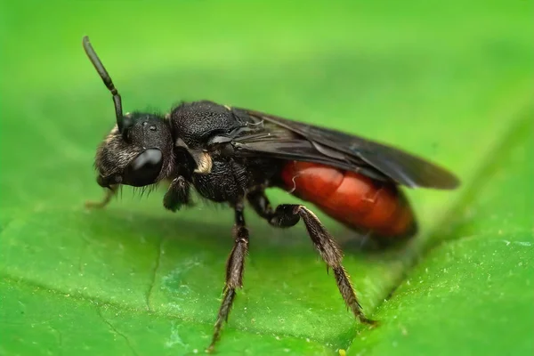 Gros Plan Une Abeille Parasite Rouge Sphecodes Albilabris Sur Une — Photo