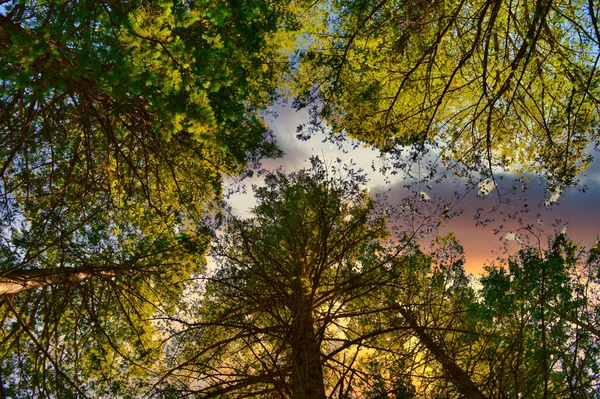 Niski Kąt Ujęcia Wierzchołków Drzew Liśćmi Zachmurzone Fioletowe Niebo Tle — Zdjęcie stockowe