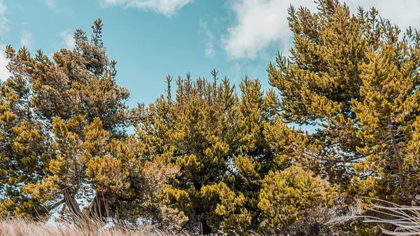 Nízký Úhel Záběr Stromů Modrou Oblohou Pozadí — Stock fotografie