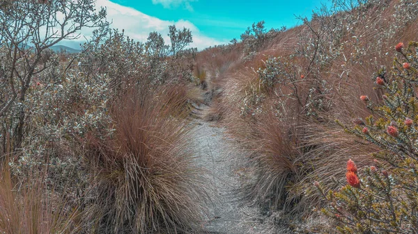 Närbild Bild Gräsmark Med Tussock Bunchgrass Arter — Stockfoto