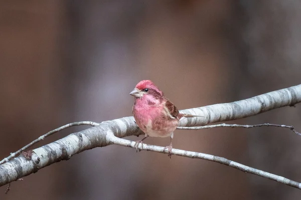 Finch Pourpre Perché Sur Une Petite Branche — Photo