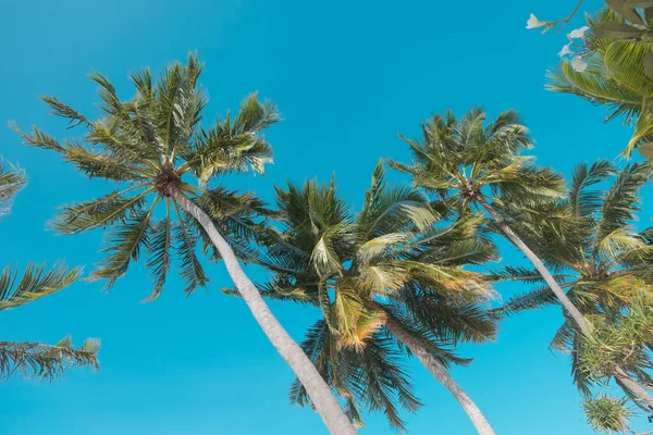 马尔代夫棕榈树的一个低角度拍摄 — 图库照片