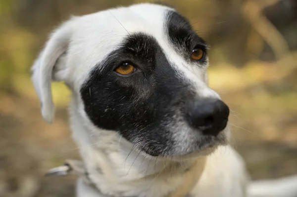 Gros Plan Chien Mignon Regardant Autre Côté — Photo