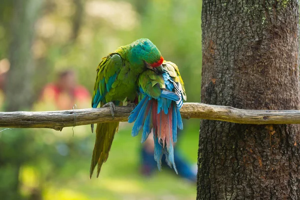 Selektiv Fokusbild Exotiska Färgglada Fåglar Sittande Trädgren — Stockfoto