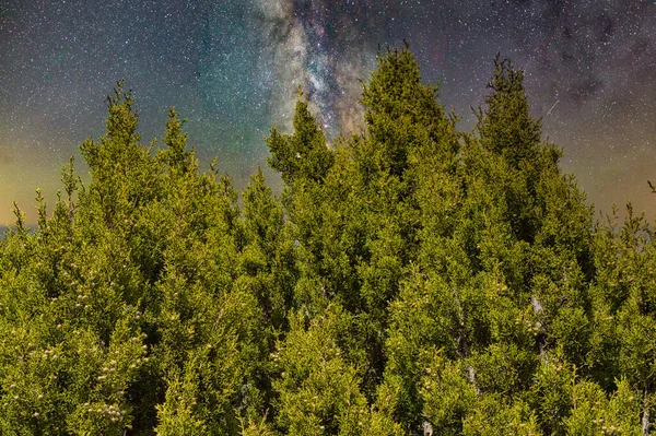 Detailní Záběr Smrků Pod Hvězdnou Noční Oblohou — Stock fotografie