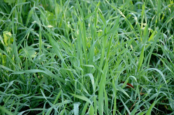 Primer Plano Maduro Grano Verde Planta Montón Tierra Jardín — Foto de Stock