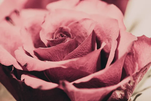 Közelkép Egy Rózsaszín Rózsáról — Stock Fotó