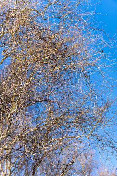 Açık Mavi Gökyüzüne Karşı Alçak Açılı Bir Ağaç Dalları Görüntüsü — Stok fotoğraf