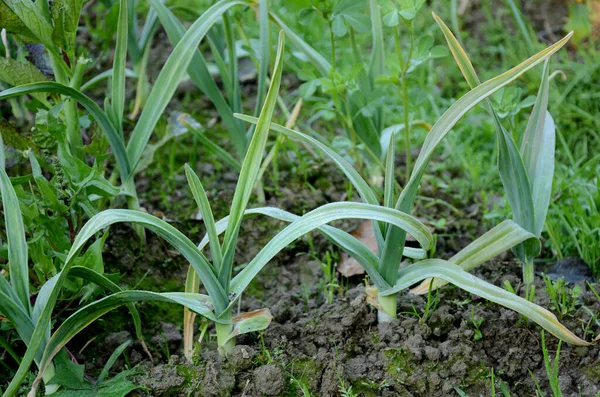 Närbild Mogen Grön Vitlöksväxt Som Växer Gård — Stockfoto