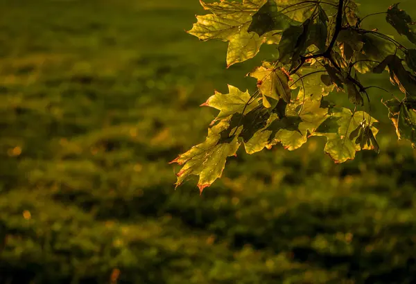 Tiro Seletivo Galho Árvore Com Folhas Campo — Fotografia de Stock