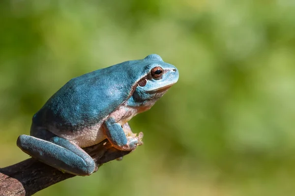 暗い背景の枝に青い地中海の木のカエル — ストック写真