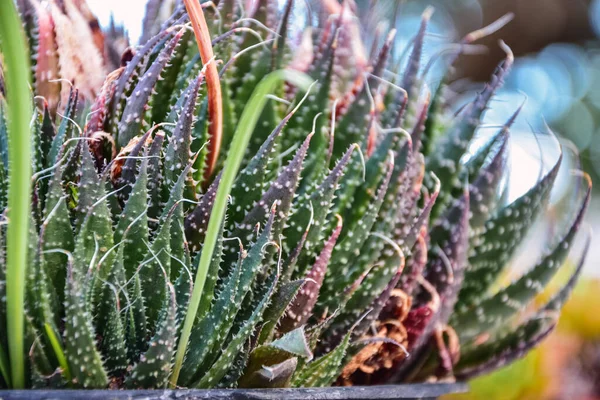Primer Plano Maravilloso Cactus Colorido Con Espinas Afiladas — Foto de Stock