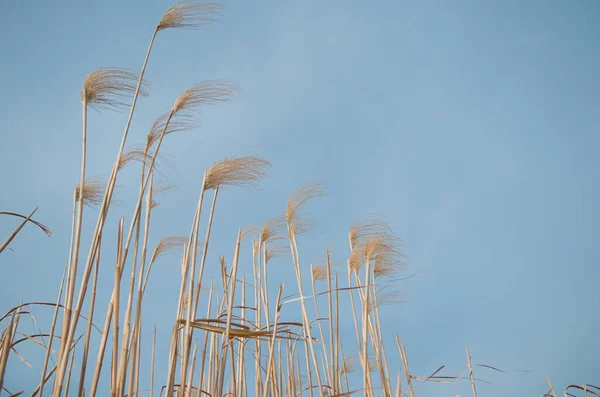 青い空を背景にMiscanthus ミスカントス ギガンテウス Miscanthus Giganteus 巨大なミスカントス アジア原産の高生産性の多年草である — ストック写真