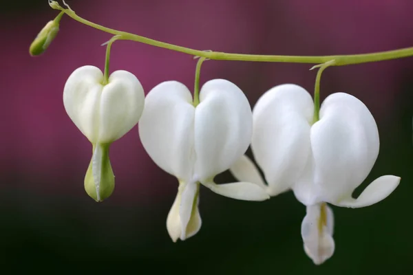 Giorno San Valentino Cuore Sanguinante Bianco Sfondo Viola San Valentino — Foto Stock