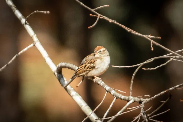 Chipping Sparrow Cocoțat Ramură Georgia — Fotografie, imagine de stoc