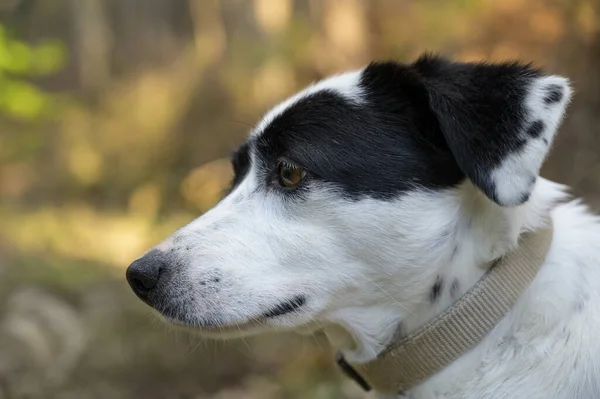 Diğer Tarafa Bakan Sevimli Bir Köpeğin Yakın Plan Fotoğrafı — Stok fotoğraf