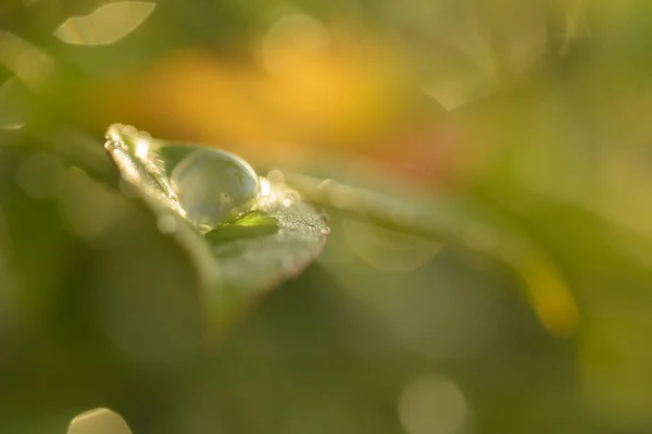 Gros Plan Une Feuille Verte Avec Une Gouttelette Eau — Photo