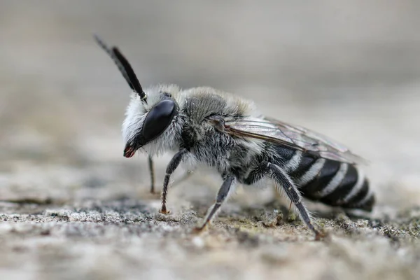 Zbliżenie Samca Samotny Tynkarz Pszczoła Colletes Południowej Francji — Zdjęcie stockowe
