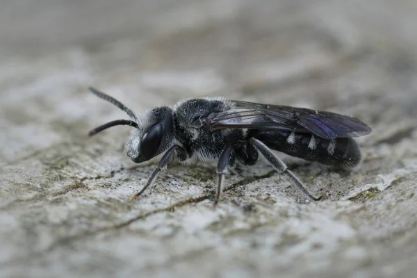 Eine Nahaufnahme Einer Dunklen Furche Einsamen Biene Lasioglossum Gard Frankreich — Stockfoto