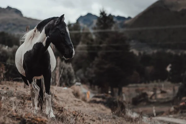 森の丘の近くの農場で馬の選択的フォーカスショット — ストック写真