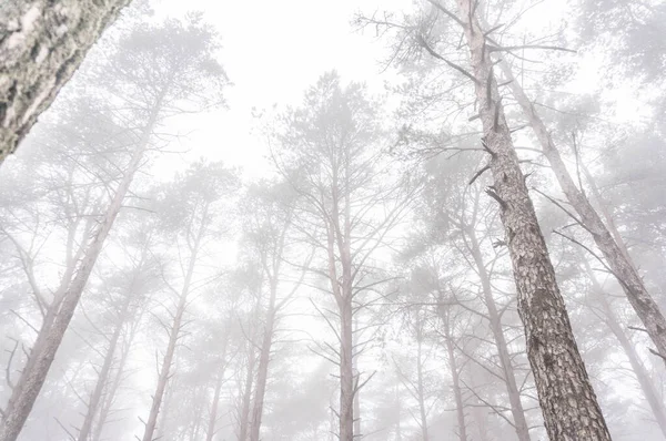 Les Vysokými Stromy Během Zamračeného Zamlženého Dne — Stock fotografie