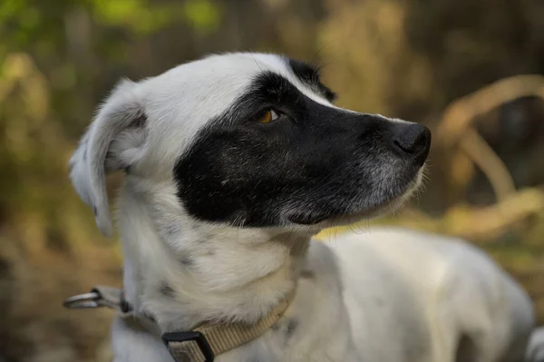 Diğer Tarafa Bakan Sevimli Bir Köpeğin Yakın Plan Fotoğrafı — Stok fotoğraf