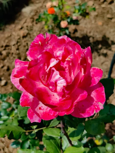 Primer Plano Una Rosa Rosa Bellamente Florecida Jardín — Foto de Stock