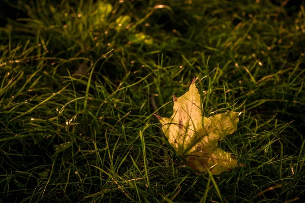 Detailní Záběr Listu Zelené Trávě — Stock fotografie