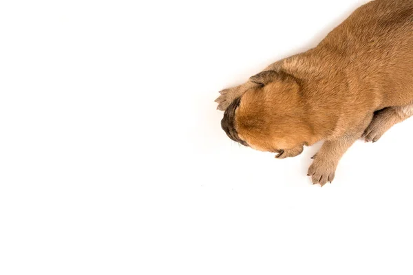 Ein Kopfschuss Eines Neugeborenen Welpen Auf Einem Isolierten Weißen Hintergrund — Stockfoto