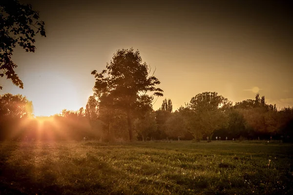 Paesaggio Con Alberi Alle Ore Oro — Foto Stock