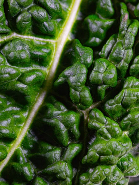 Close-up of details of a leaf with leaf veins of a savoy cabbage