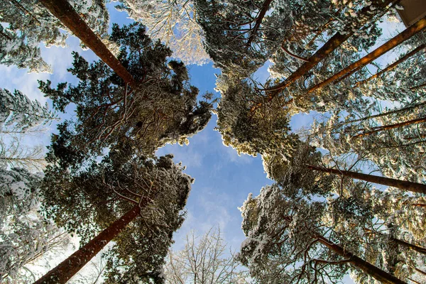 Açık Bir Günde Ormandaki Karlı Ağaçların Alçak Açılı Görüntüsü — Stok fotoğraf