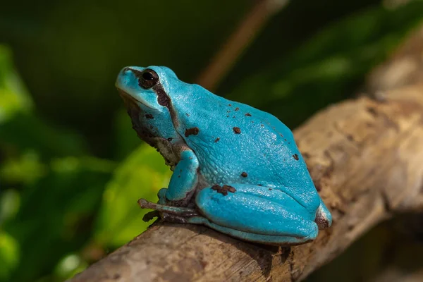 Eşsiz Bir Mavi Akdeniz Ağaç Kurbağası — Stok fotoğraf