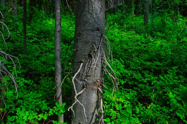 Közelkép Bokrokkal Körülvett Erdőben Növő Fákról — Stock Fotó