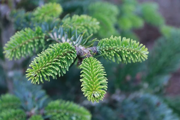 Spanish Fir Branch Species Tree Family Pinaceae — Stock Photo, Image