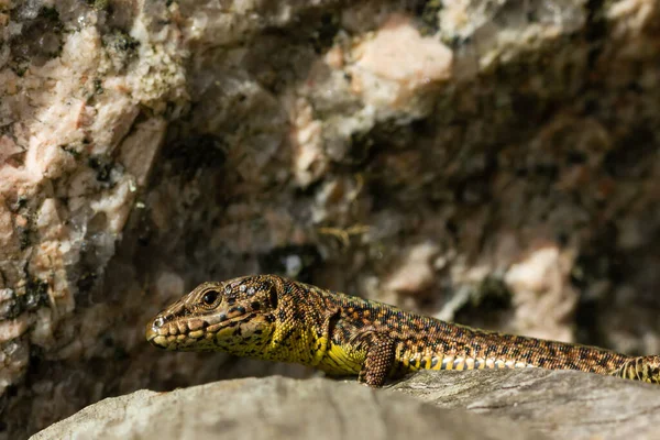Closeup Shot Lizard Rock — Stock Photo, Image
