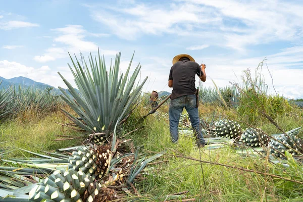 Zadní Pohled Farmáře Krájí Modré Rostliny Agáve Jeden Druhém Poli — Stock fotografie