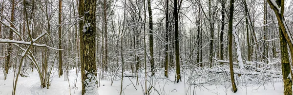 Panorama Sentier Dans Forêt Tout Couvert Neige — Photo