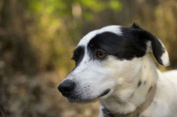 Gros Plan Chien Mignon Regardant Autre Côté — Photo