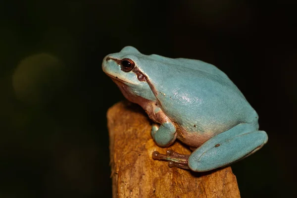 Una Rana Blu Unica Albero Mediterraneo Ramo Uno Sfondo Scuro — Foto Stock