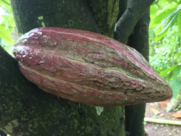 Closeup Shot Large Oval Cacao Pod Growing Trunk Small Tropical — Stock Photo, Image