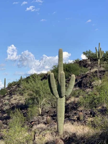 Disparo Vertical Cactus Saguaro Viejo Gigante Desierto Sonorense Arizona —  Fotos de Stock