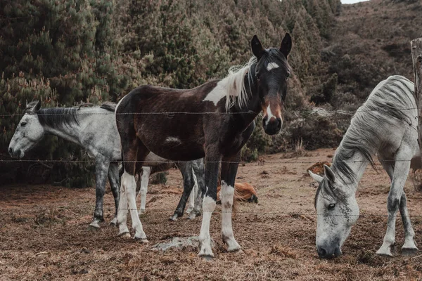 Primo Piano Cavalli Nella Fattoria Vicino Alle Colline Boscose — Foto Stock