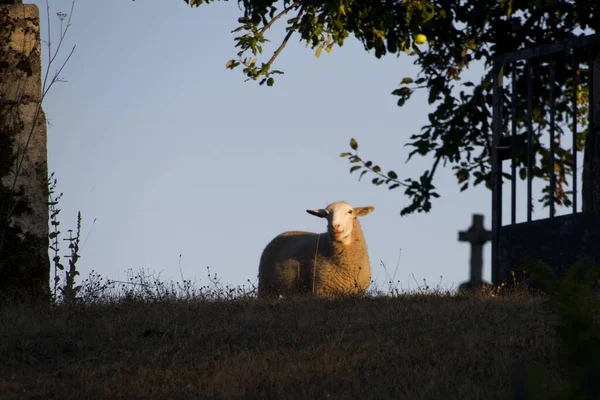 Ovce Venku Pod Jasnou Oblohou Zlatou Hodinu — Stock fotografie