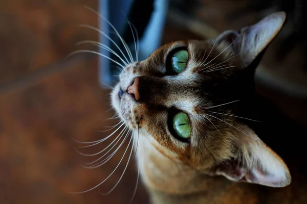 Retrato Cerca Adorable Gato Tabby Mirando Cámara Con Hermosos Ojos — Foto de Stock
