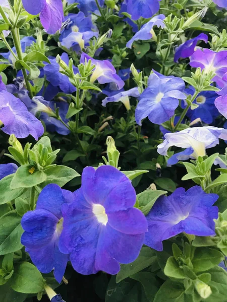 Blüht Frühling Aus Nächster Nähe Natur Hintergrund Sweet Violet English — Stockfoto