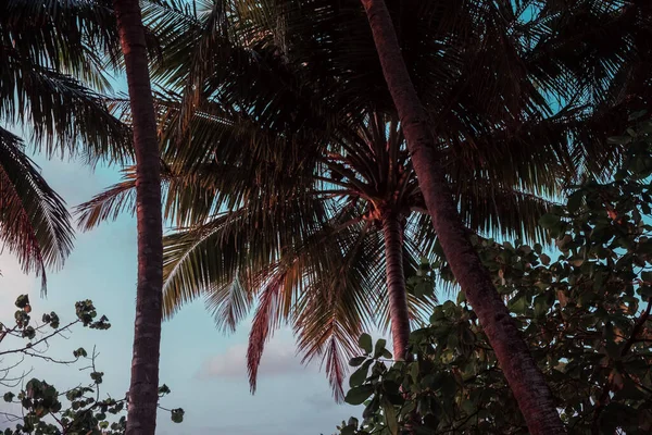 Low Angle Shot Palm Trees Maldives — Stock Photo, Image